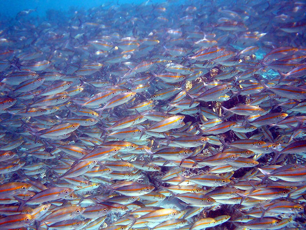 Collaborative Management Key to Forage Fishery Success
