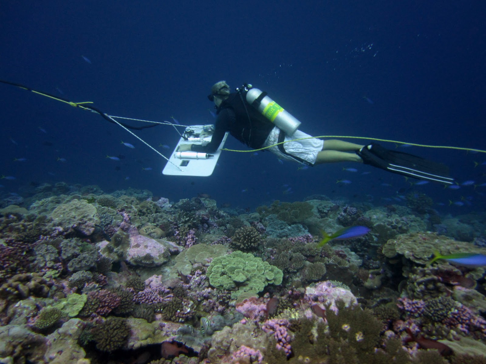DNA Sampling Next Frontier in Fish Counts - One Fish Foundation