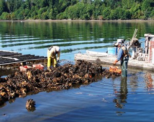 mussel_harvest_shelton_wa