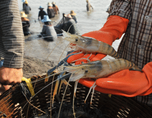 shrimp-disease