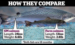 salmon comp