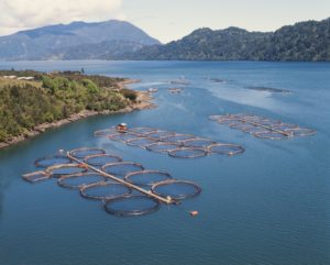 chile-salmon-farm