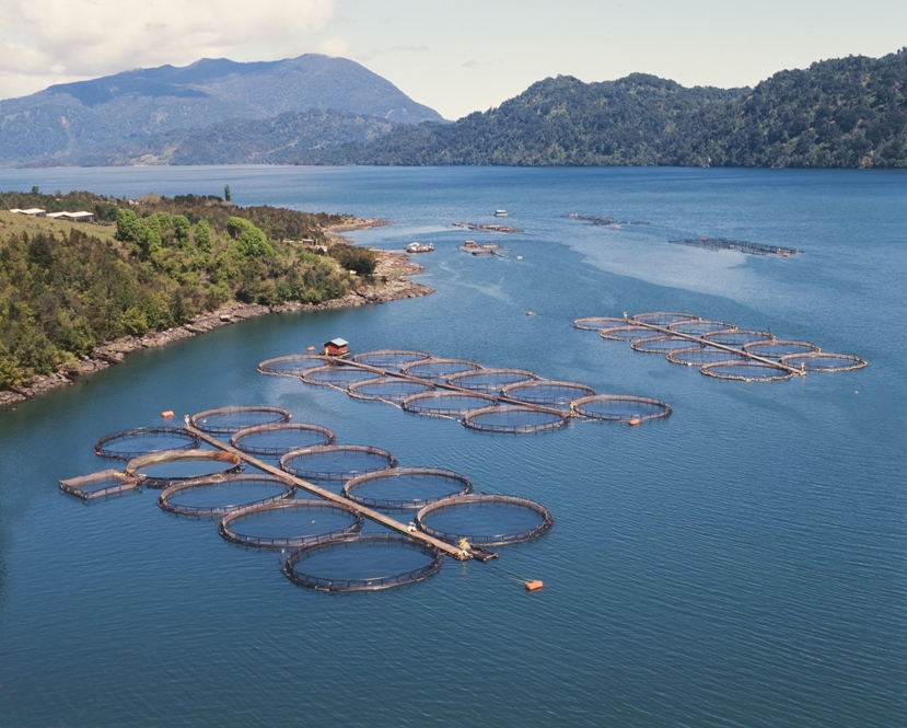 Chilean Farmed Salmon: Poster Child for Caution