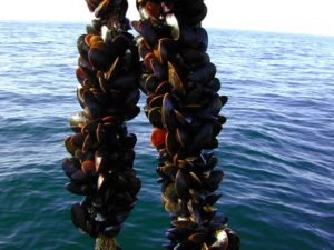 Long-Line-Mussel-Aquaculture_NOAA