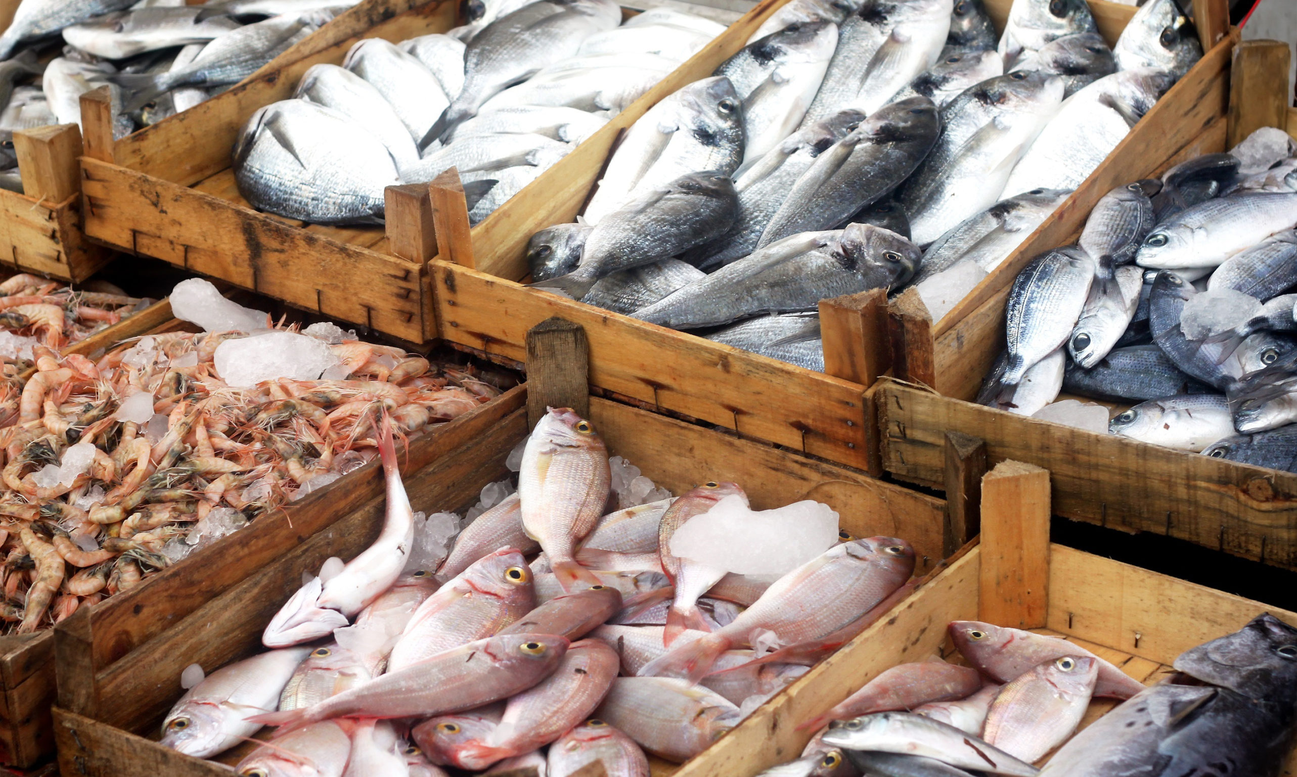 Seafood Fraud Display Noaa One Fish Foundation