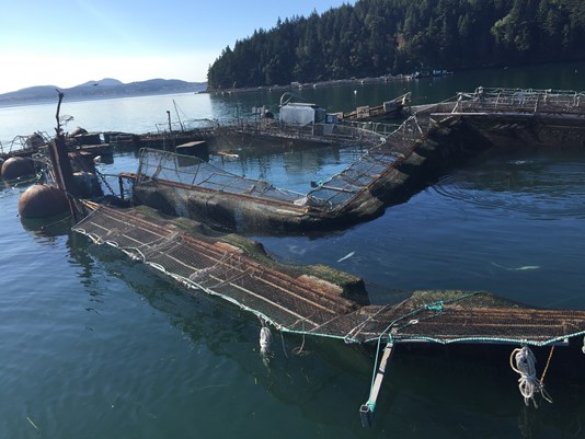 Farmed Salmon Jailbreak Exposes Systemic Industry Flaws