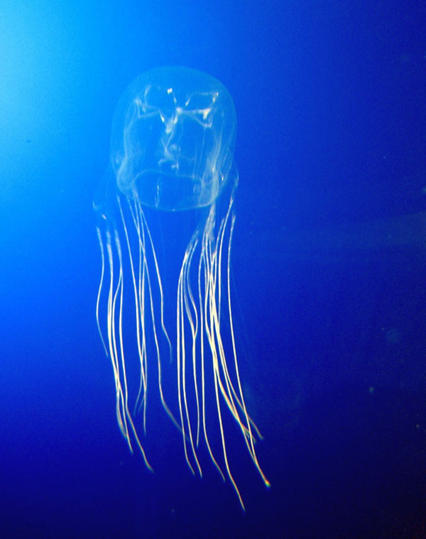 One Fish Foundation - Box Jellyfish