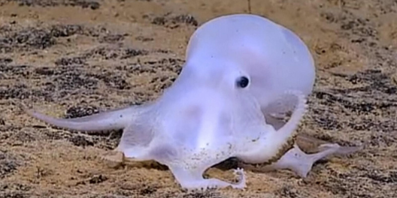 One Fish Foundation - Ghost octopus