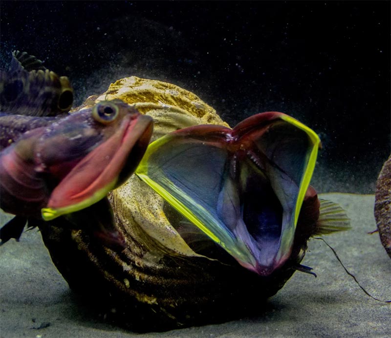 One Fish Foundation - Sarcastic Fringehead